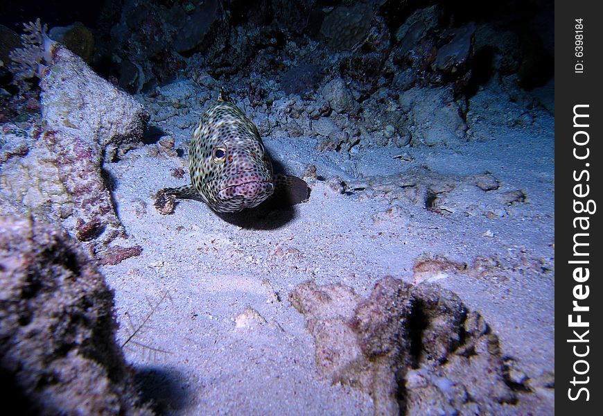 Coral scene in the red sea