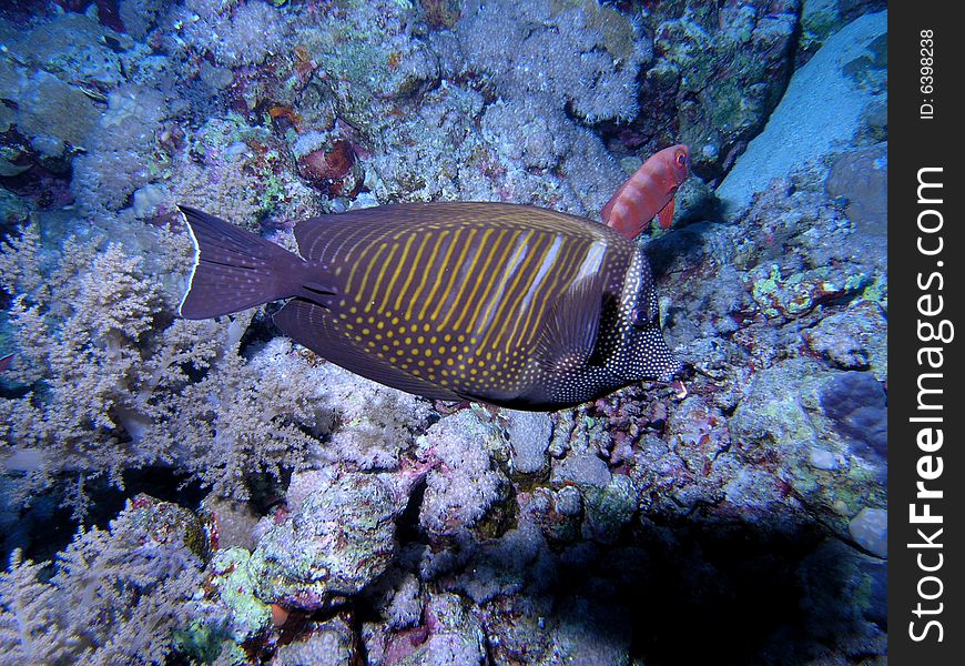 Surgeonfish in the red sea