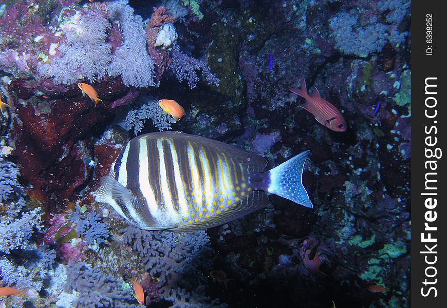 Coral scene in the red sea