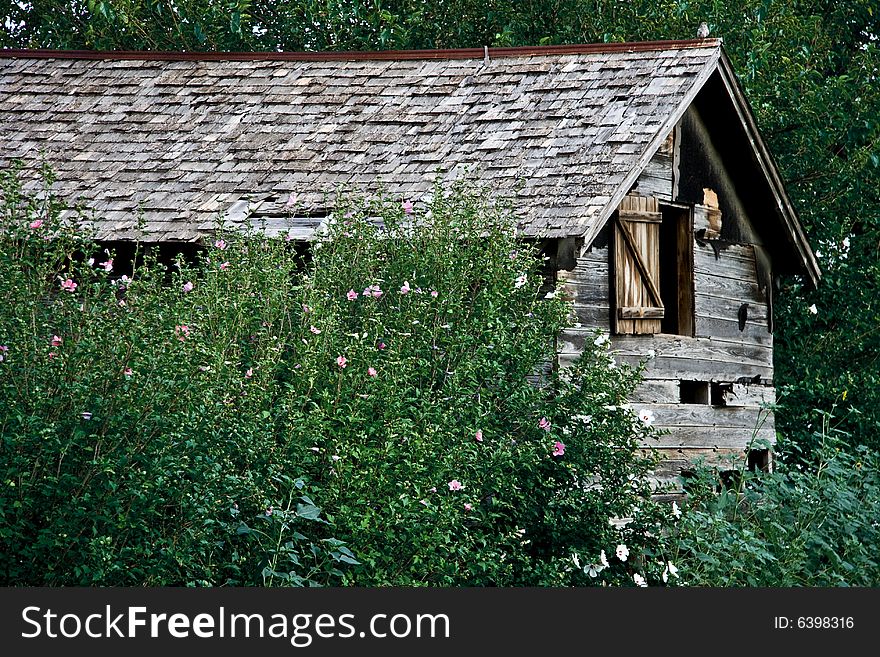 Abandoned barn surrounded by high bushes. Abandoned barn surrounded by high bushes