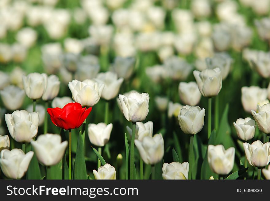 Red and white tulips on field