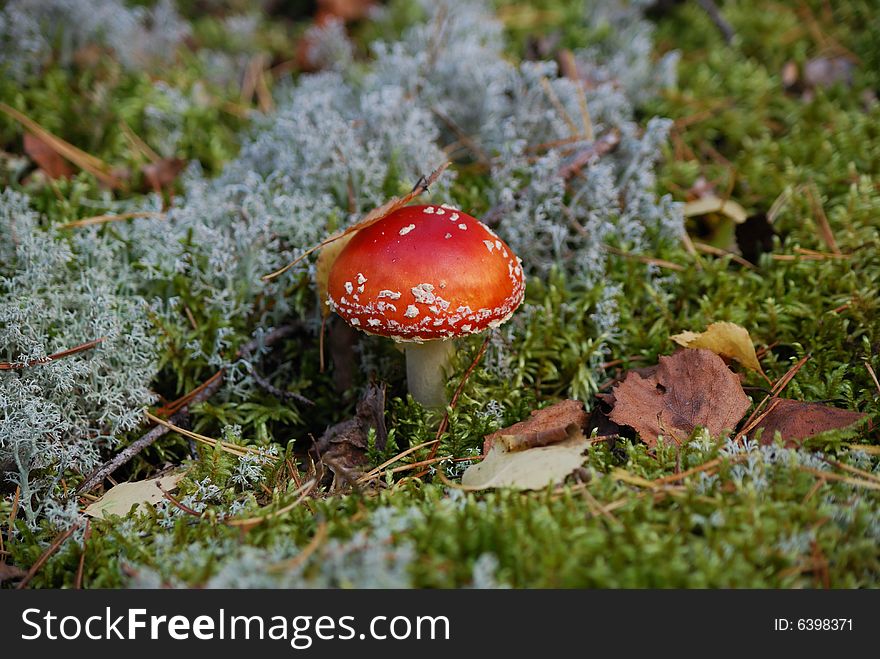 Red fly agaric close-up shot. Red fly agaric close-up shot