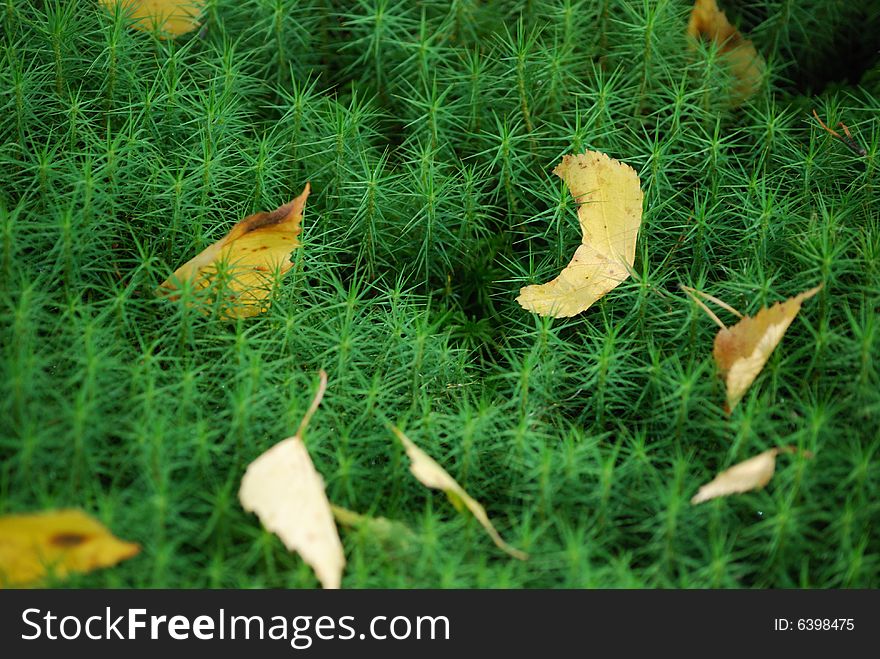 Closeup of fresh green moss