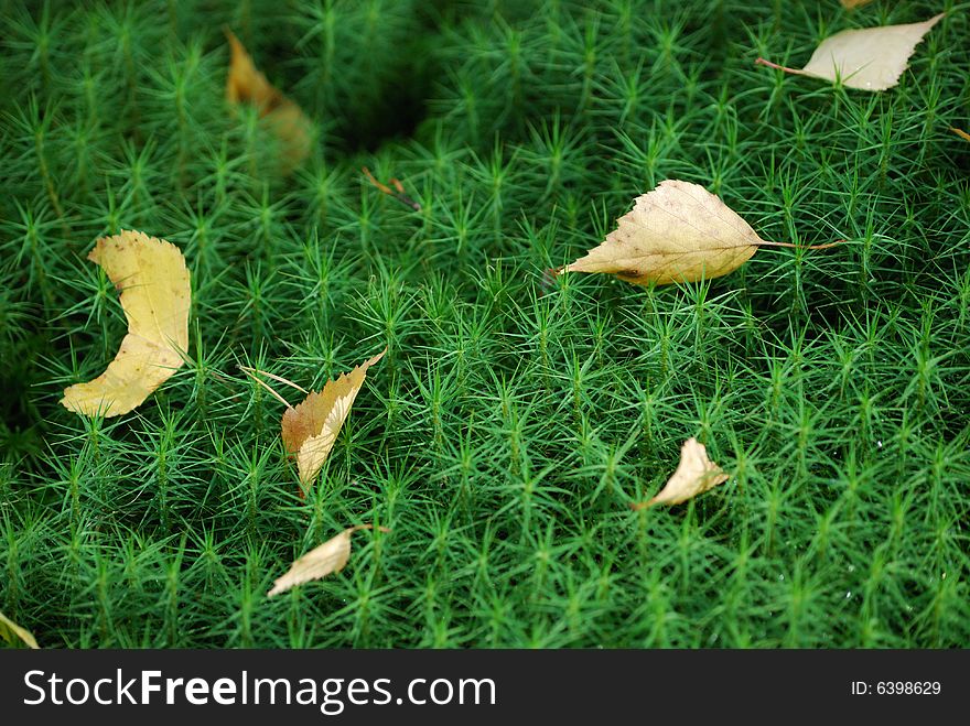 Closeup of fresh green moss