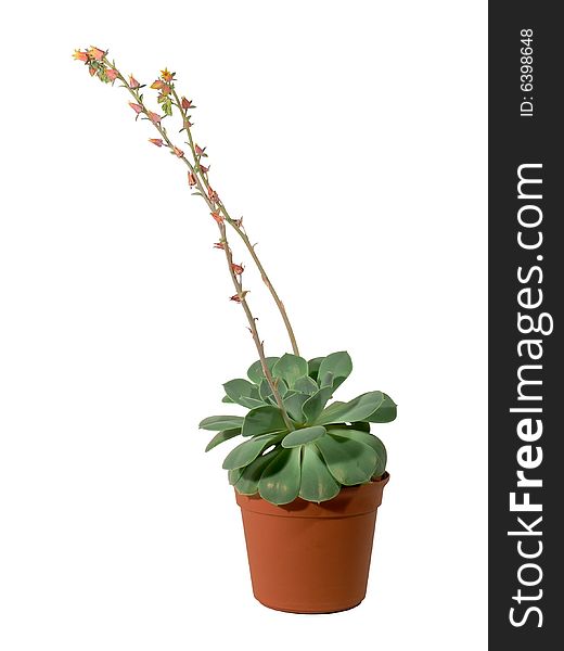 The Potted Cactus with flowers. Isolated. The Potted Cactus with flowers. Isolated.