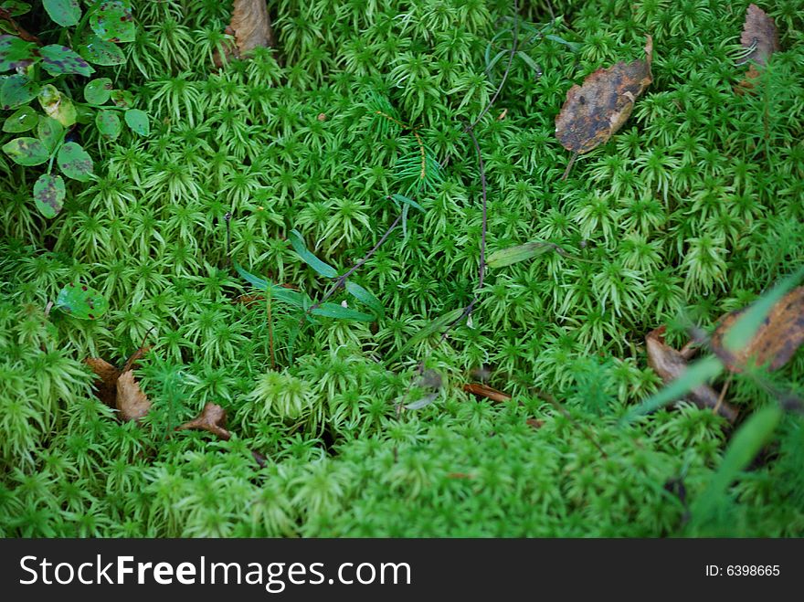 Closeup of fresh green moss