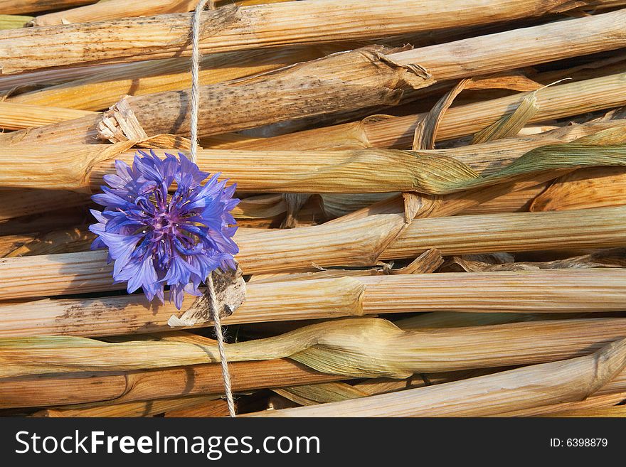 Beautiful blue flower is on rush mat