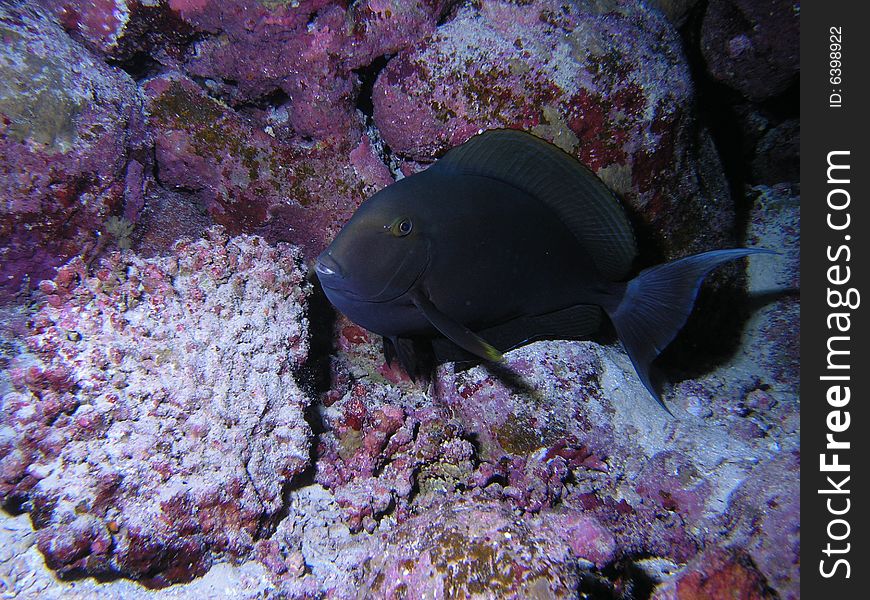 Surgeonfish in the red sea