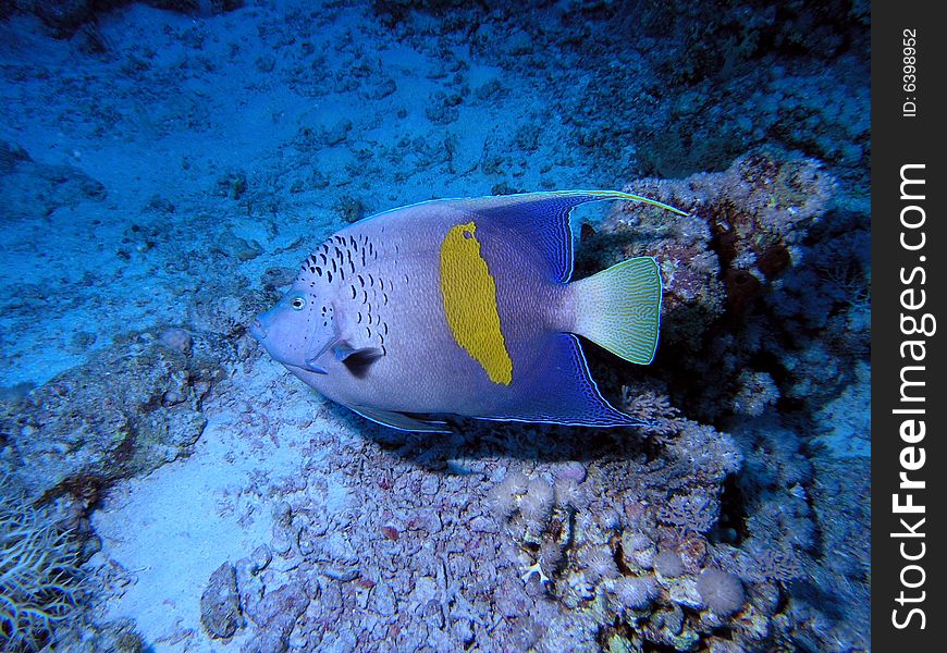 Angelfish in the red sea