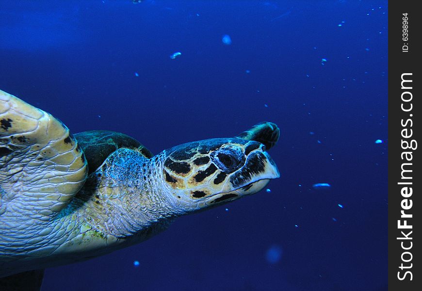Sea turtle in the red sea