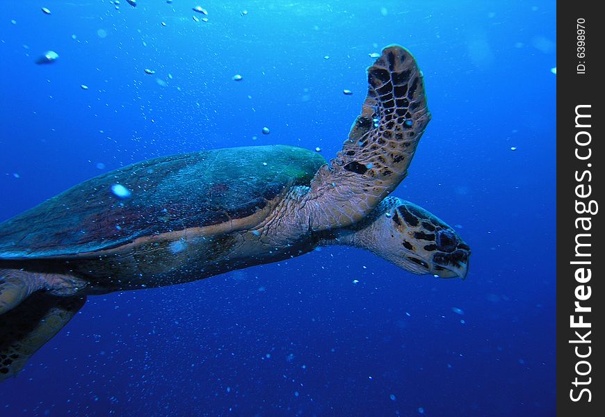 Sea turtle in the red sea