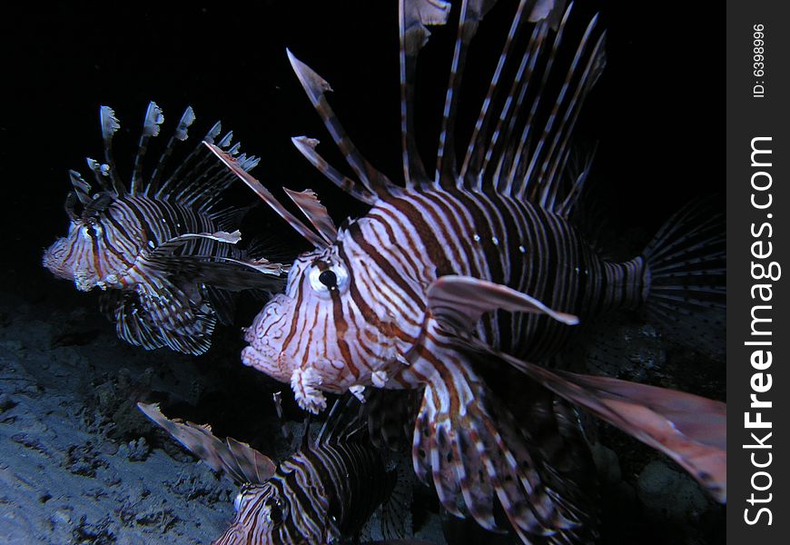Lionfish  in the red sea