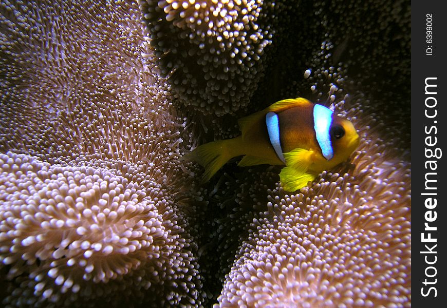 Amphiprion bicinctus in the red sea