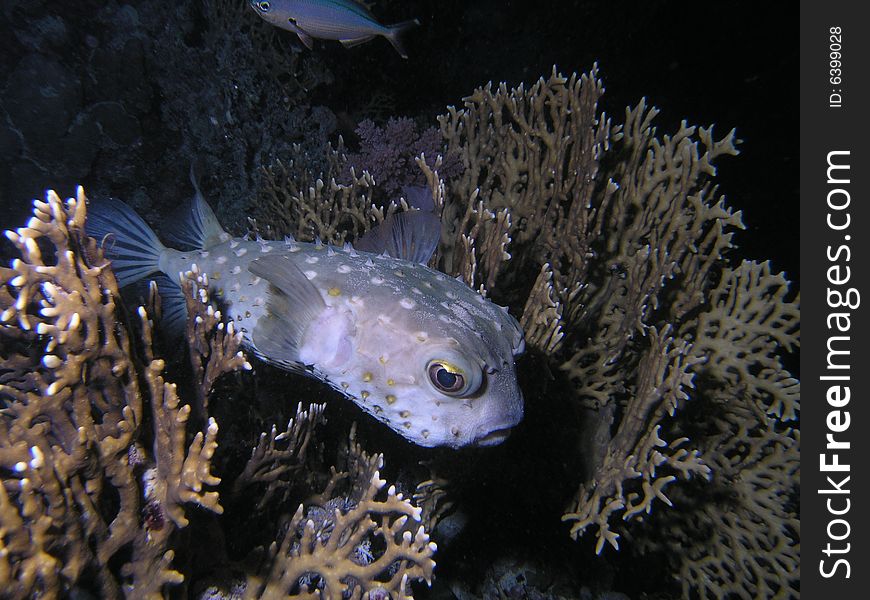 Diodontidae in the red sea