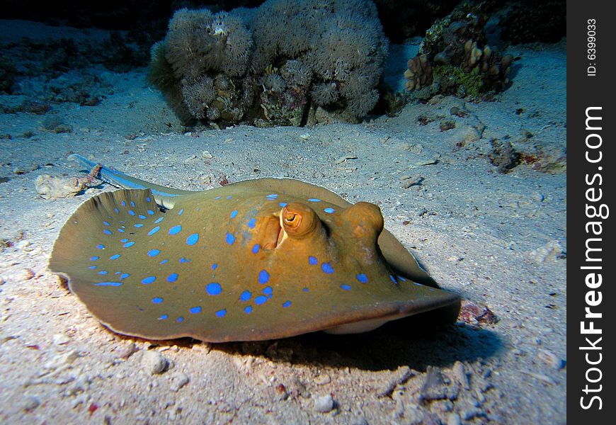 Bluespotted Stingray in the red sea