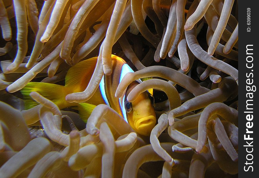 Amphiprion bicinctus in the red sea