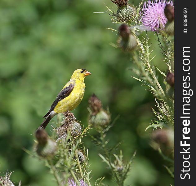 American goldfinch perched on a thistle plant