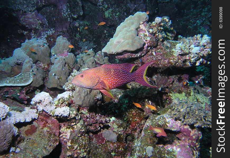 Serranidae in the red sea