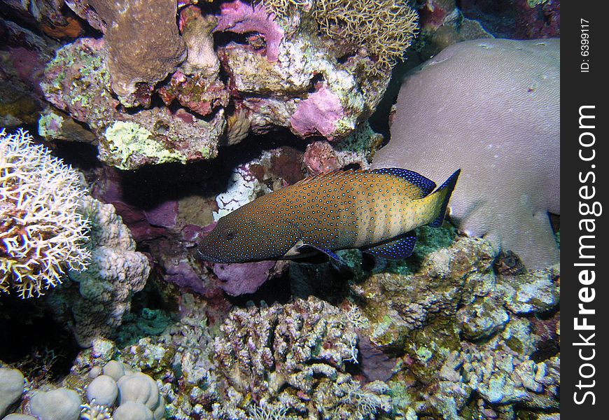 Coral grouper in the red sea