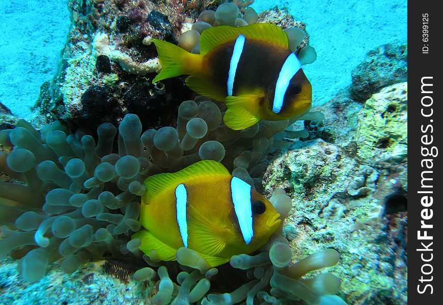 Amphiprion bicinctus in the red sea