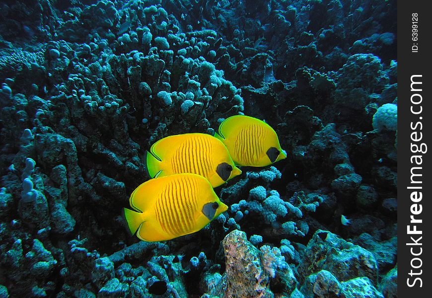 Masked butterfly Fish in the red sea