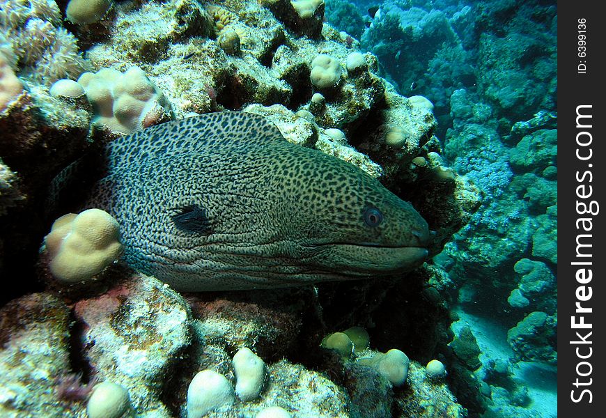 Moray in the red sea