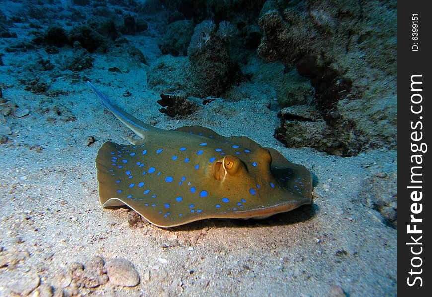 Bluespotted Stringray in the red sea. Bluespotted Stringray in the red sea