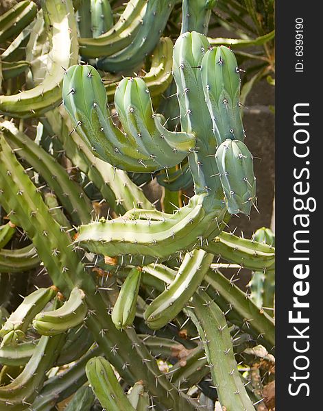 Background from cactus in a wild nature