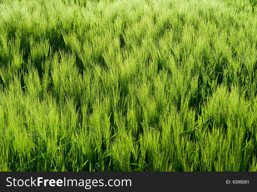 Beautiful Wheat Field Detail