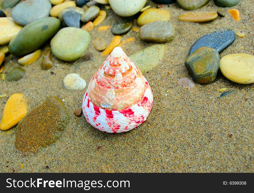 Closeup of colored conical sea shell over wet sand