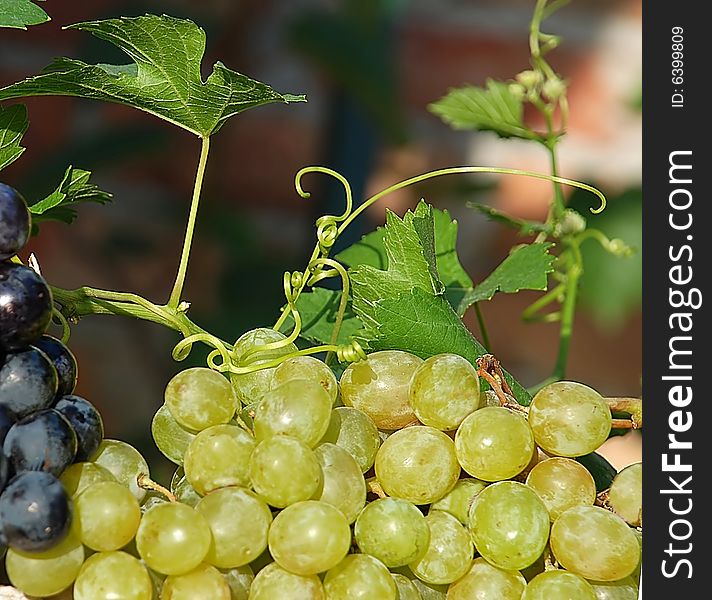 Green and red  ripe grapes in vineyard details. Green and red  ripe grapes in vineyard details