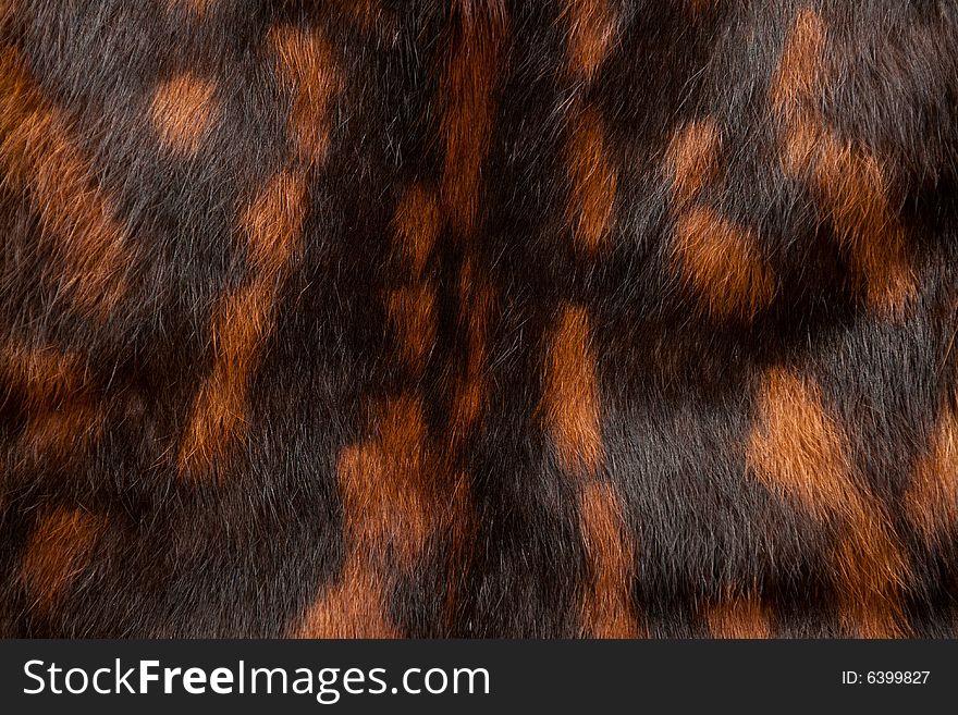 Detailed black-and red spotted fur texture