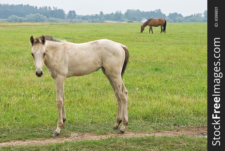 Young white foal standing on a field road