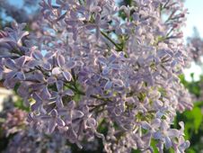 Lilac - Many Little Flowers Of Lilac. Royalty Free Stock Photography Lilac - Many Little Flowers Of Lilac. Royalty Free Stock Photography