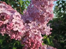 Pink Lilac Stock Images Pink Lilac Stock Images