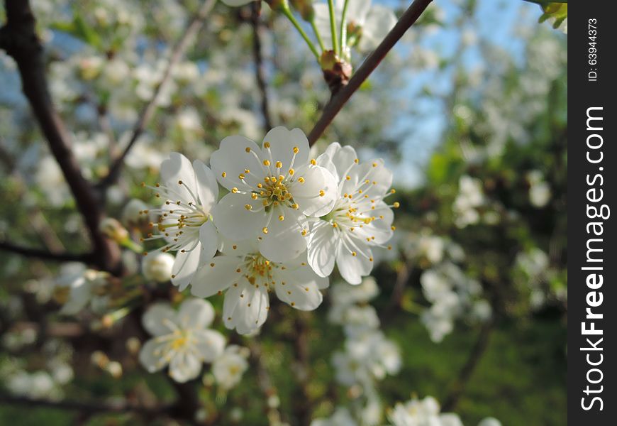White Blossom In The Garden