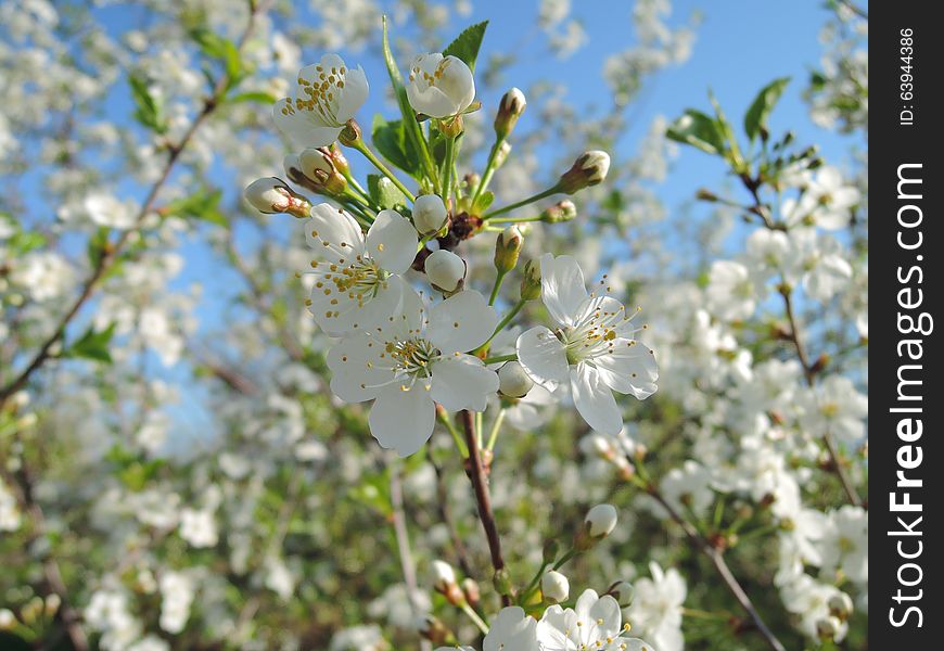 Spray of blossoms. Blossom close up view, sunny white blossom. Blossoming of the fruit trees in the spring, sunny morning.