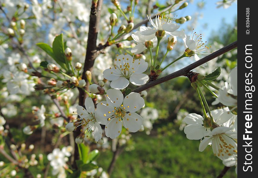 Branch of blossoms.