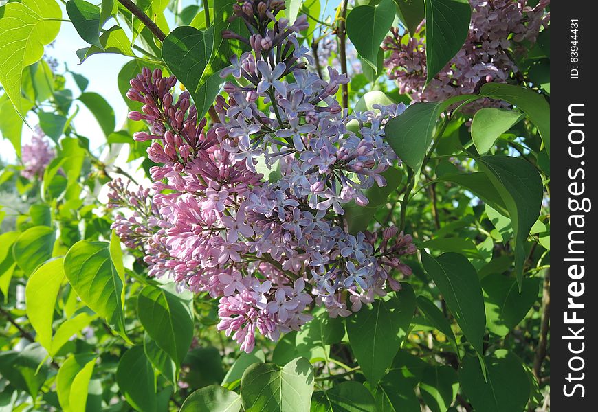 Lilac with branches and leaves. Sunny lilac. Lilac with branches and leaves. Sunny lilac.