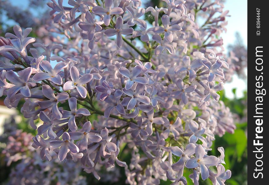 Typical lilac branch in front of the blue sky background.  Sunny lilac. Typical lilac branch in front of the blue sky background.  Sunny lilac.