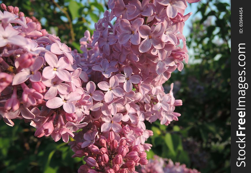 Lilac close view. Lilac in the garden. Flowers of lilac close up view. Lilac close view. Lilac in the garden. Flowers of lilac close up view.