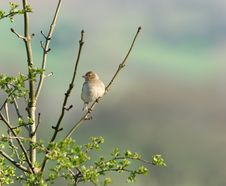 The Female Chaffinch Stock Photography