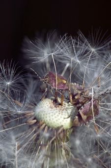Dandelion Royalty Free Stock Photo Dandelion Royalty Free Stock Photo
