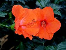 Bright Orange Hibiscus Royalty Free Stock Photos Bright Orange Hibiscus Royalty Free Stock Photos