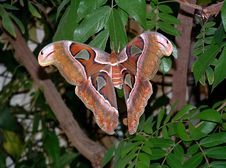 Large Brown Butterfly Royalty Free Stock Images
