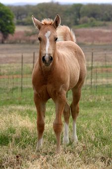 Palomino Foal Stock Photo Palomino Foal Stock Photo