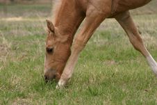 Grazing Palomino Colt Royalty Free Stock Photos Grazing Palomino Colt Royalty Free Stock Photos