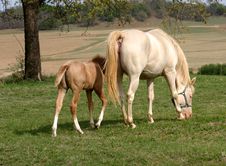 Mare And Foal Grazing Stock Photo Mare And Foal Grazing Stock Photo