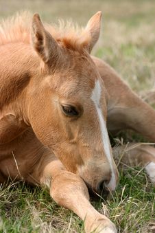 Sleepy Foal Royalty Free Stock Image Sleepy Foal Royalty Free Stock Image
