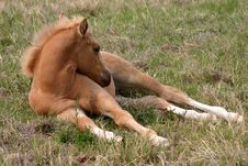 Sleepy Palomino Foal Royalty Free Stock Photo Sleepy Palomino Foal Royalty Free Stock Photo